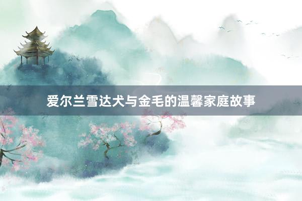 爱尔兰雪达犬与金毛的温馨家庭故事